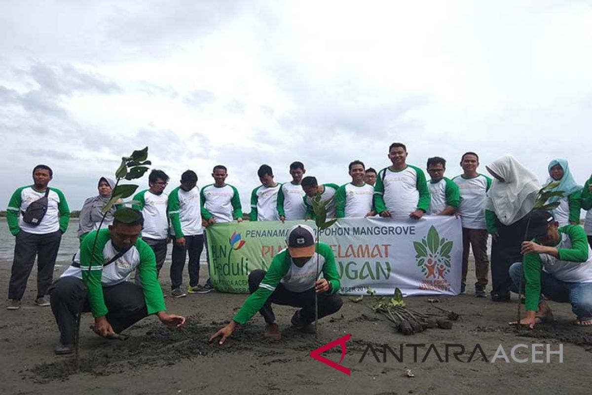 PLN tanam 1.000 mangrove di Aceh