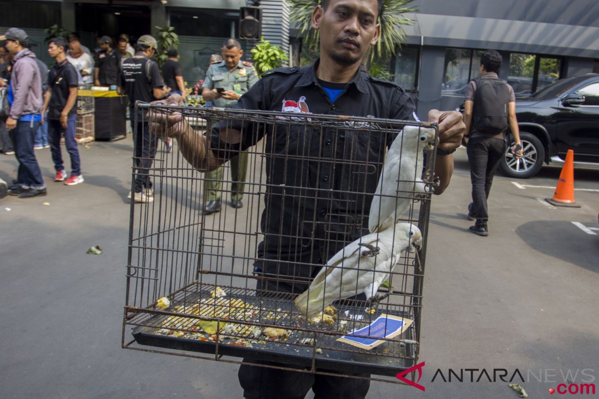 Polres-BKSDA Jember ungkap perdagangan satwa langka daring