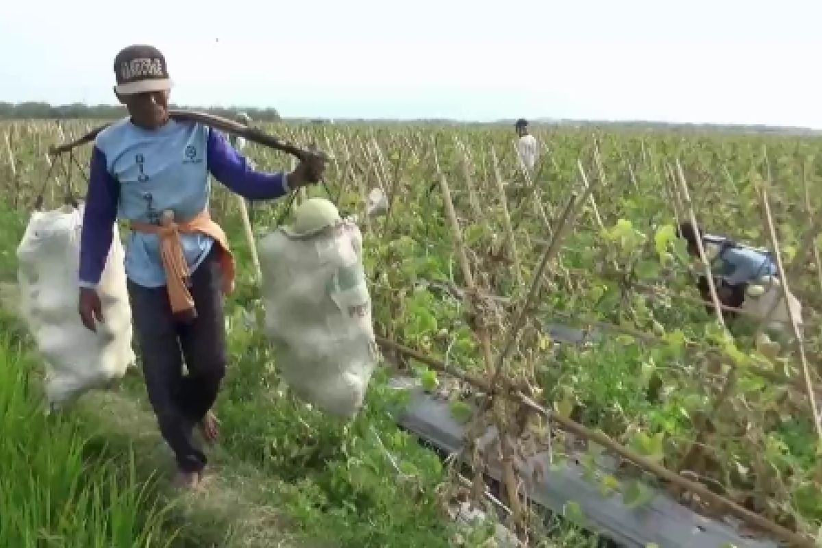 Petani Ngawi Beralih Tanam Melon saat Kemarau