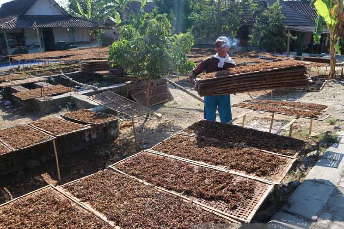 Panen Tembakau di Bojonegoro Capai 50 Persen