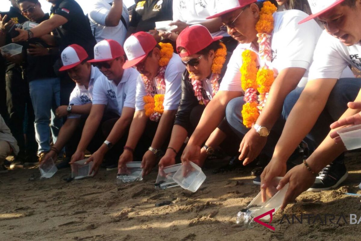 Wagub Bali lepas tukik di Pantai Petitenget