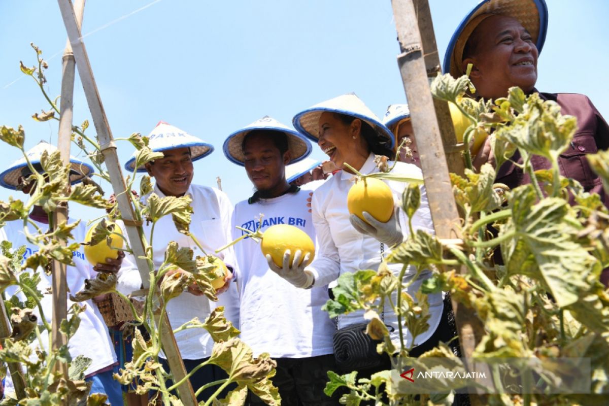 Menteri BUMN Rini Soemarno Panen Melon di Lamongan