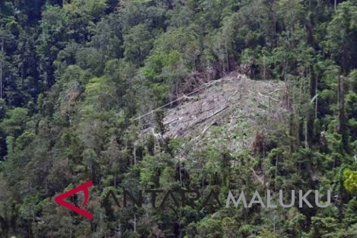 Pemprov Maluku belum miliki Perda hutan adat