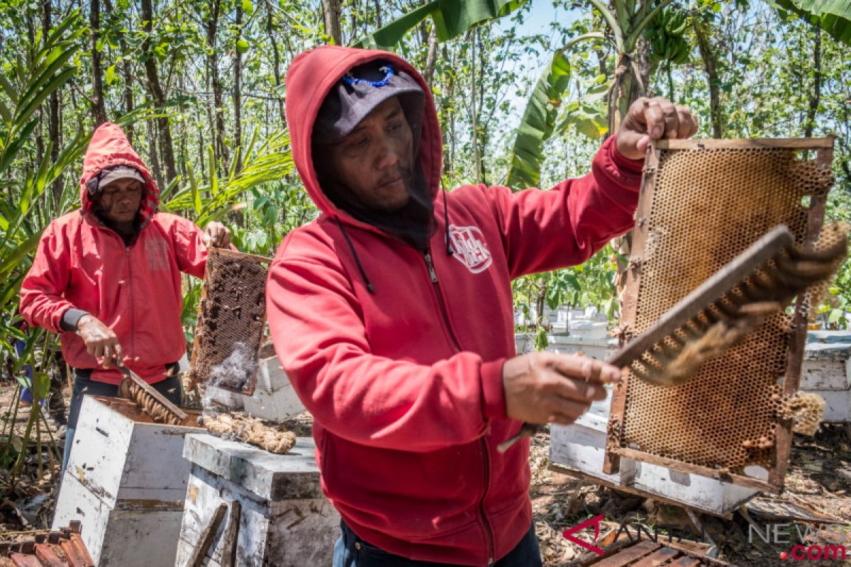 Delagasi 30 negara bahas pengembangan bisnis madu