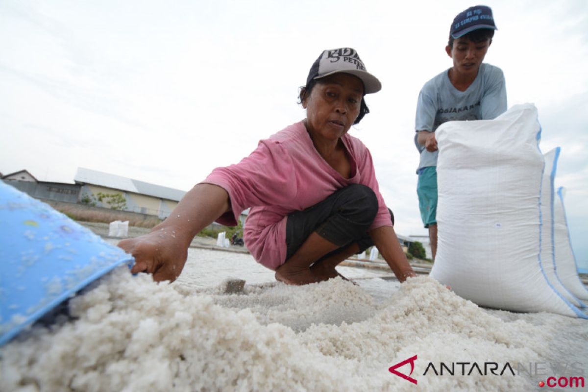 Kemenko Maritim: Indonesia telah swasembada garam konsumsi