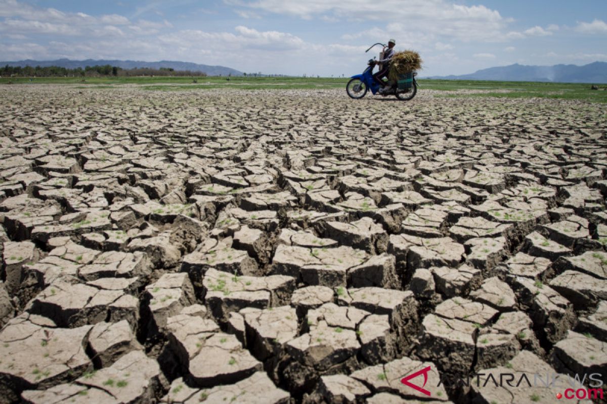 Drought hits 11 districts in East Nusa Tenggara