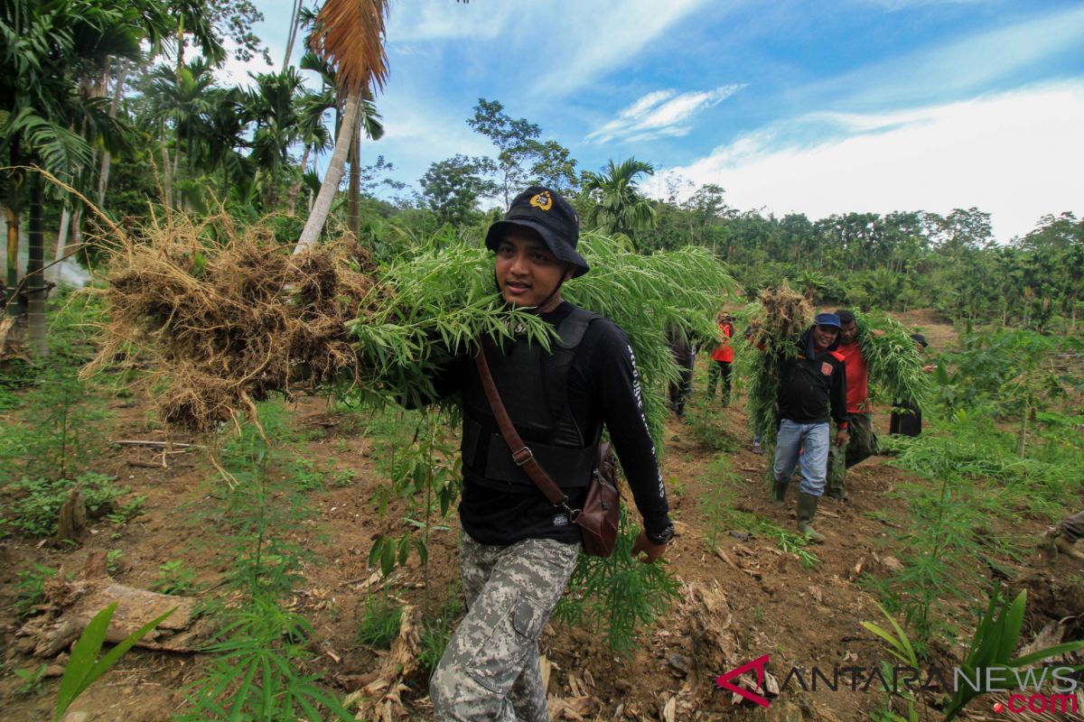 Polisi Agam tangkap residivis tanam ganja di pekarangan rumah