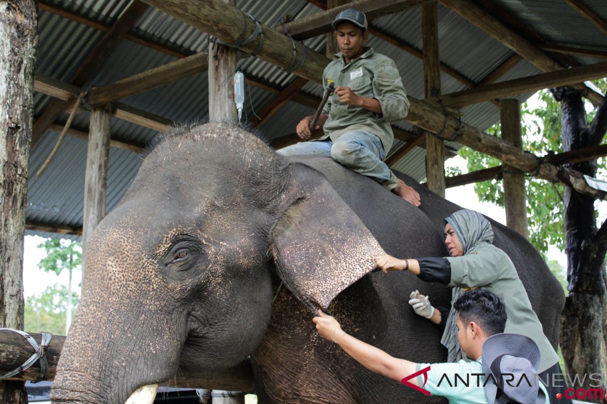 BKSDA rawat intensif gajah terlatih yang sakit pencernaan