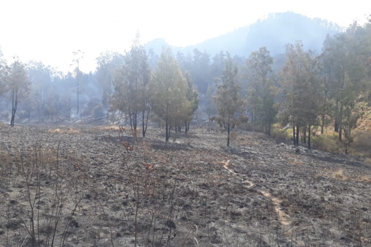 Luas Kebakaran Hutan di Gunung Argopuro Capai 20 Hektare