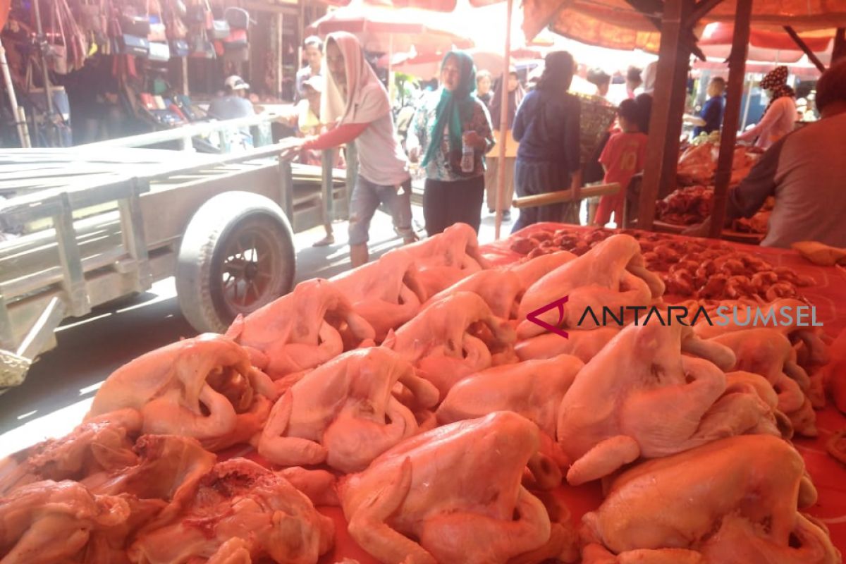 Harga daging ayam di Palembang masih tinggi