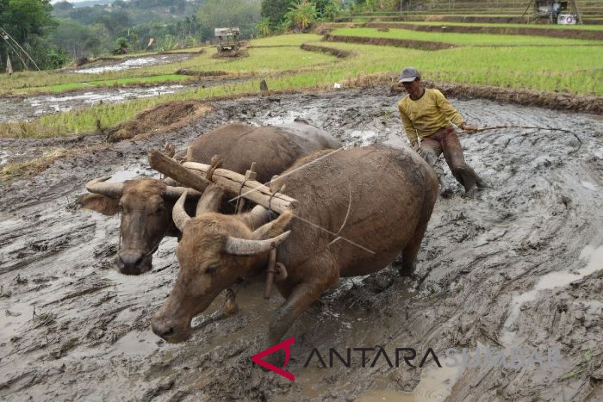 Telah 1.000 hektare lebih lahan di Solok Selatan diasuransikan