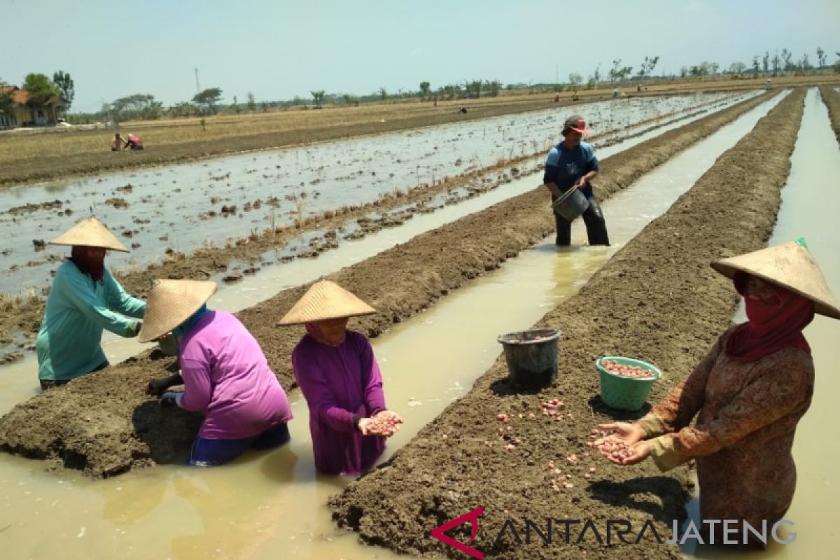 Harga merosot, petani Kudus semangat tanam bawang merah (VIDEO)