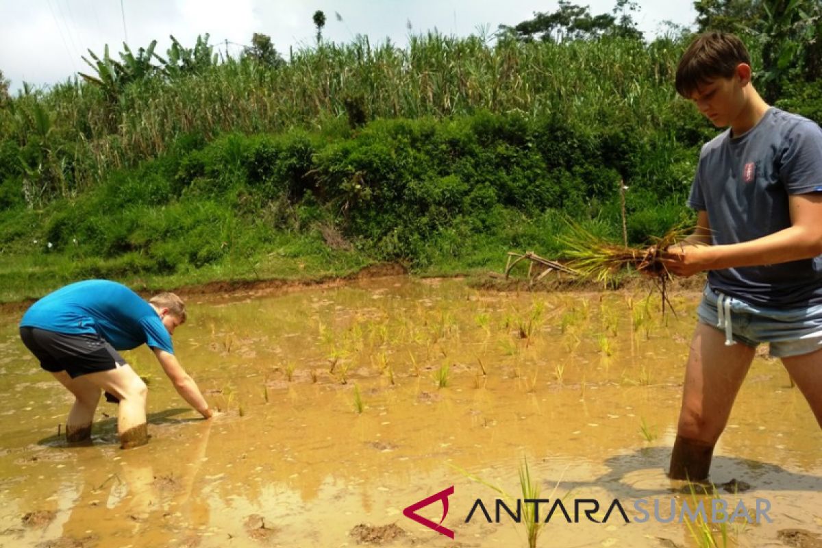 Pelajar Jerman diperkenalkan bercocok tanam padi tradisional