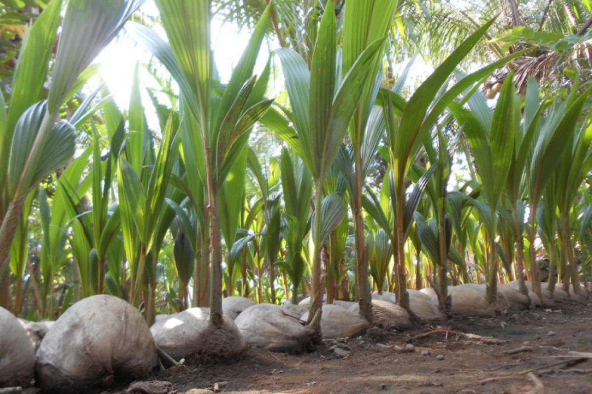 Pemkot Bengkulu tanam seribu bibit kelapa peringati HUT RI