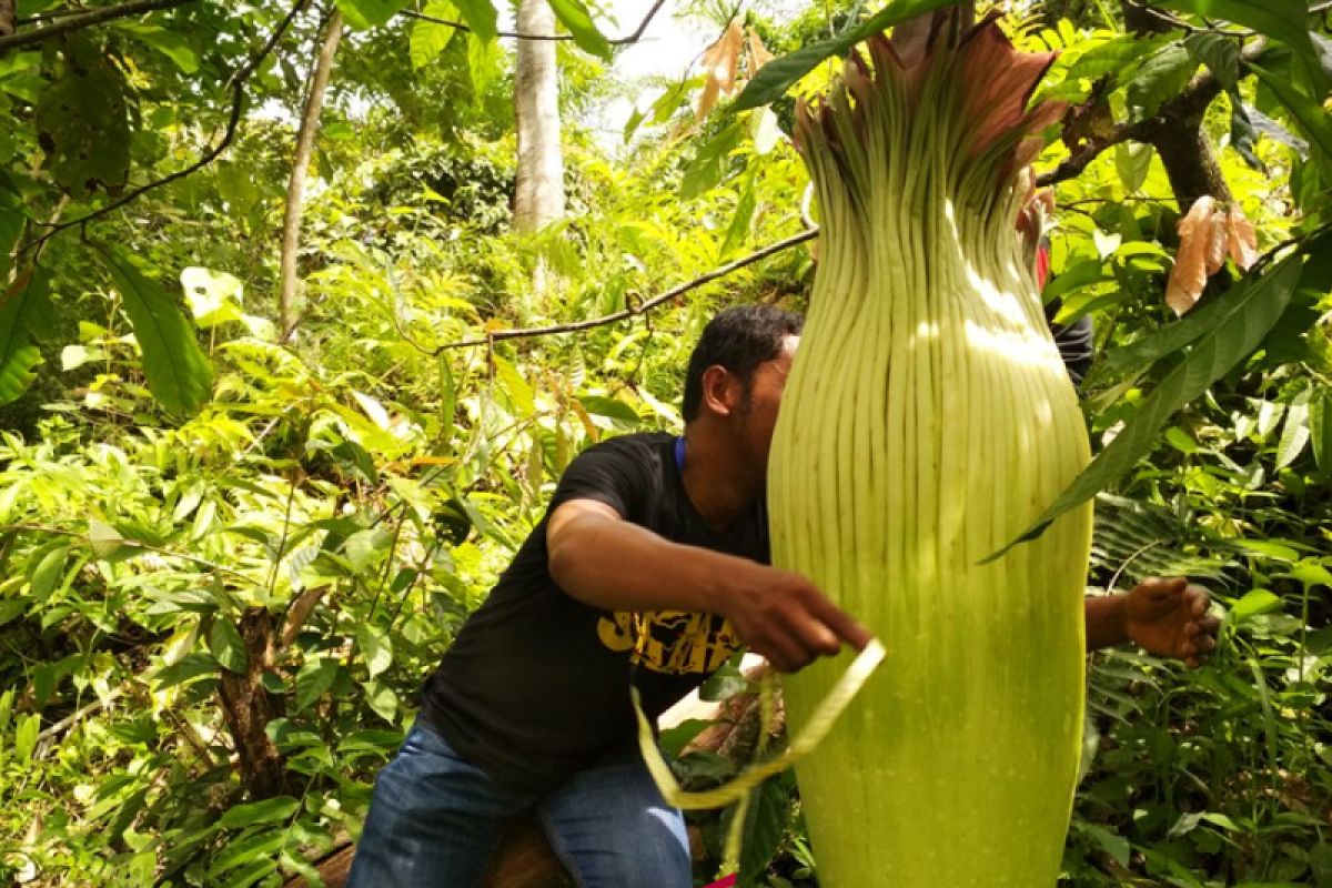 Bunga bangkai kembali ditemukan di Agam