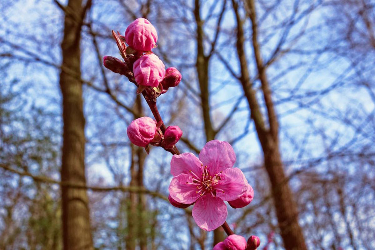 Bunga sakura merah muda mekar paling dini di Kyoto dalam 1.200 tahun