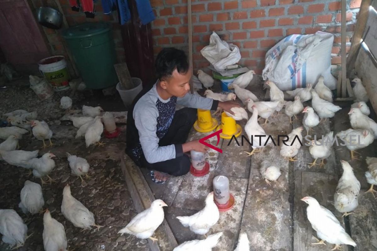 Puluhan ayam ternak di Musi Rawas mati mendadak