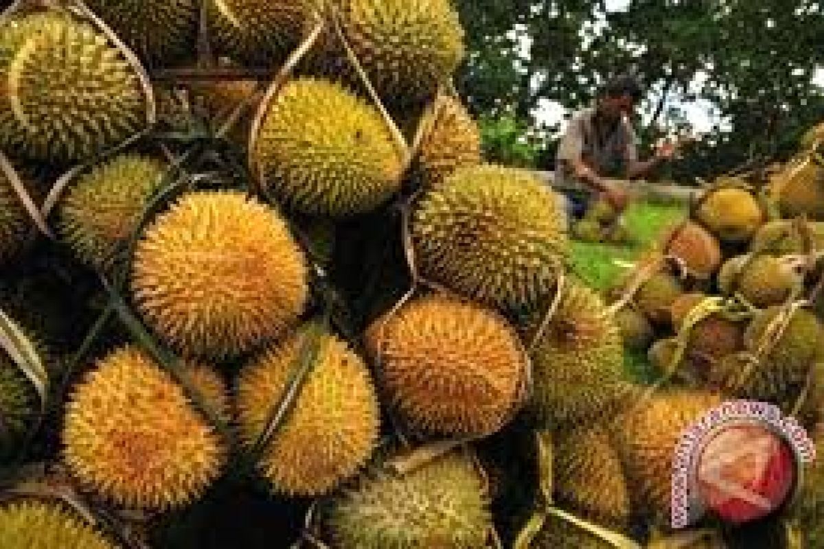 Distanbun Lebak Kembangkan Durian Varietas Musang King