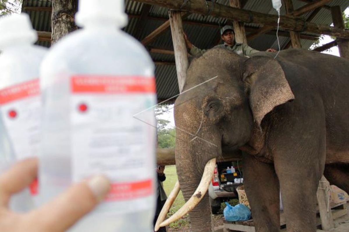 BKSDA Aceh obati gajah terkena jerat