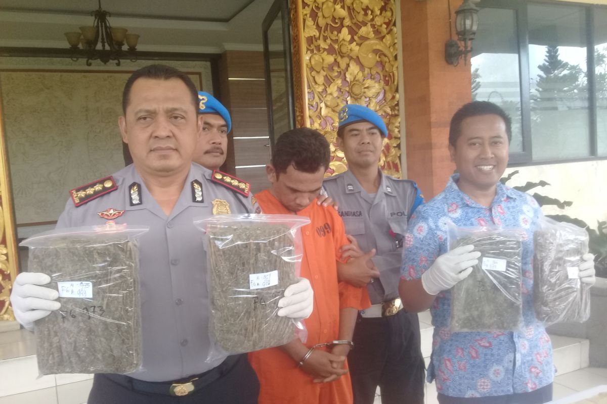 Polresta Denpasar ringkus pengedar ganja (video)