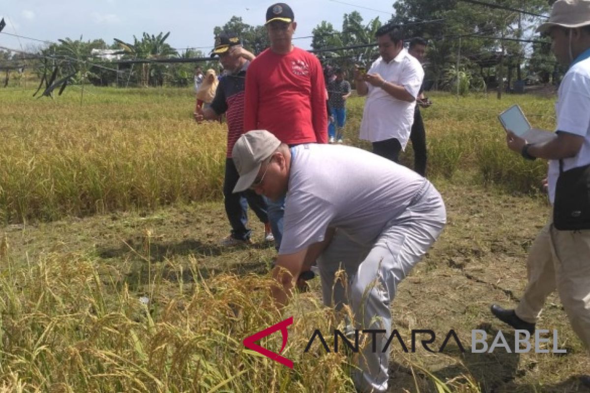 Gubernur Babel  jadikan Matras percontohan sawah bekas tambang