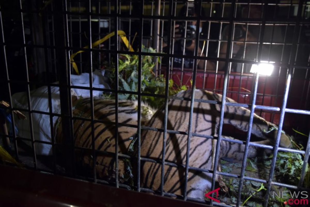Harimau Sumatera yang mati terjerat kawat ternyata dalam keadaan bunting