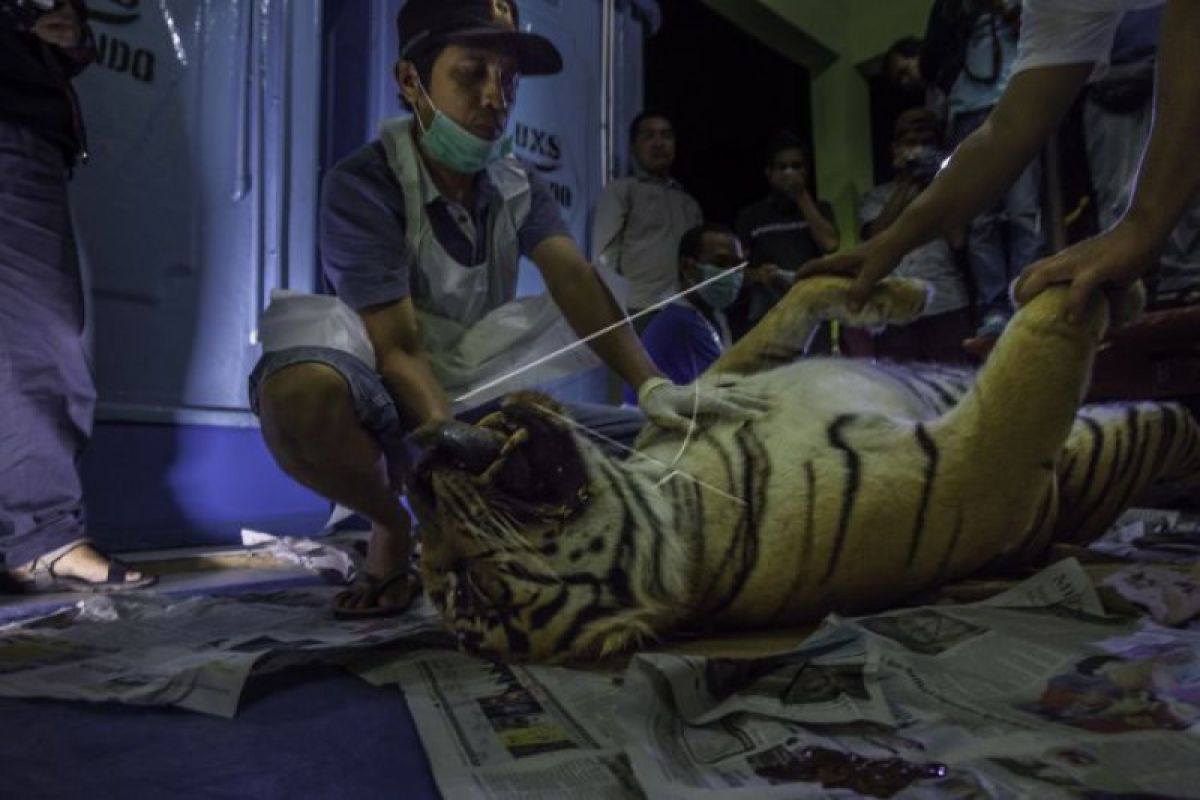 Dua anak harimau gagal lahir karena induk mati terjerat
