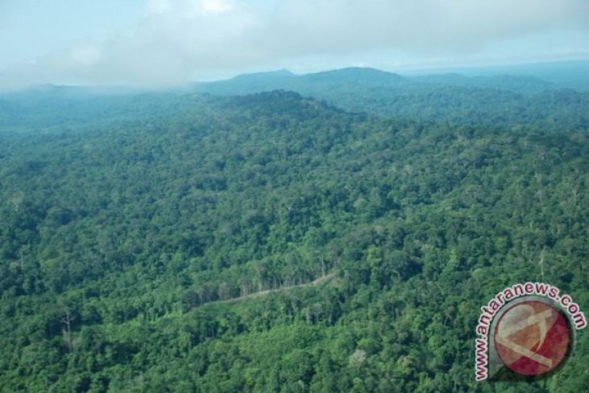 Kebanyakan status hutan, Kaltara keluhkan hambatan pembangunan