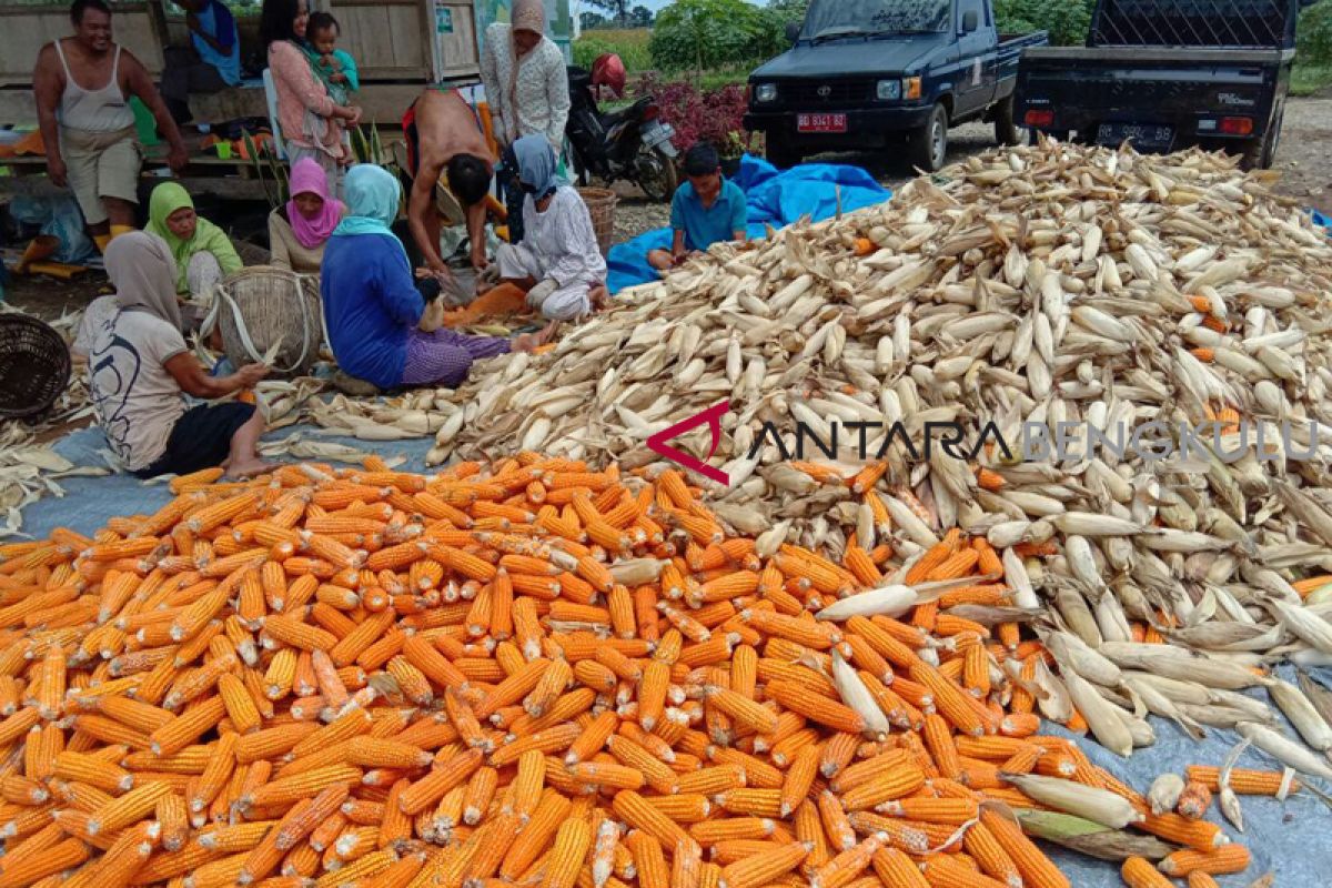 Distan Bengkulu Selatan kembangkan jagung hybrida