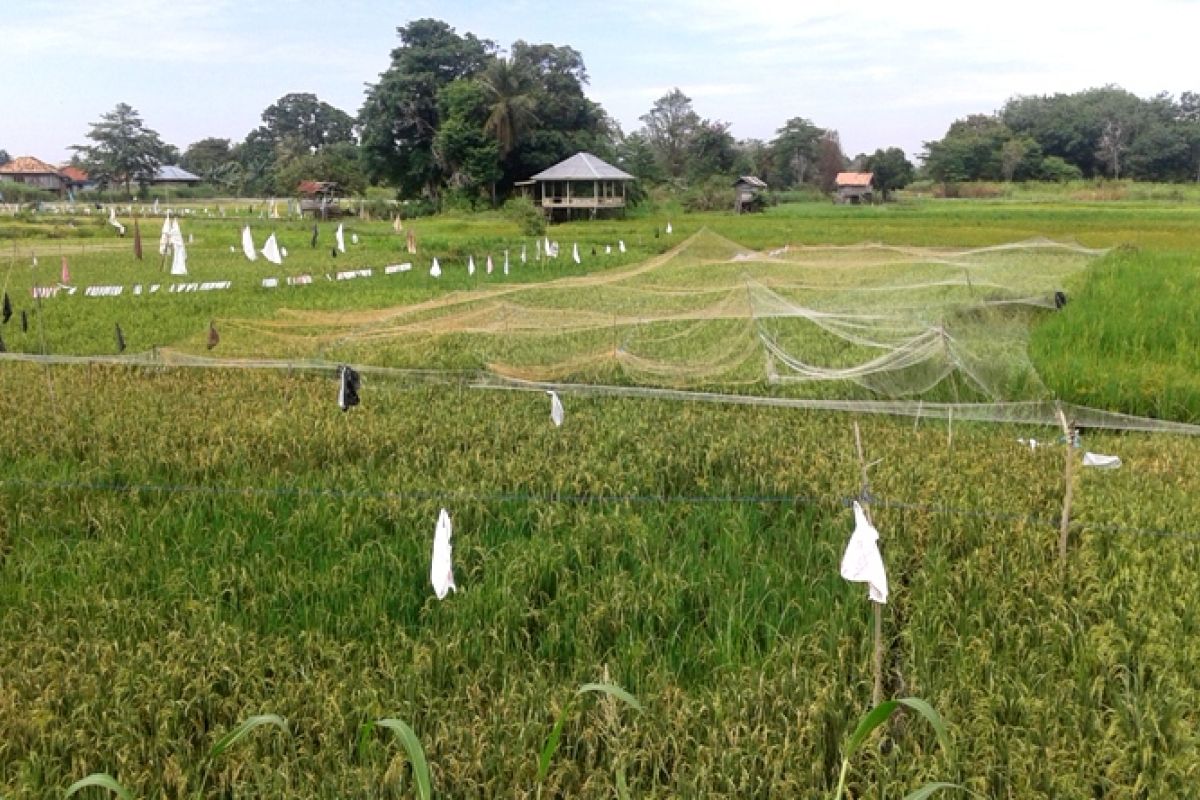 Petani Pelayangan Jambi pasang jaring lindungi padi
