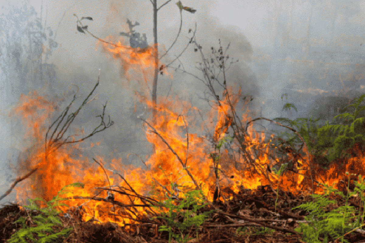 Ilalang kering terbakar di Aceh Besar