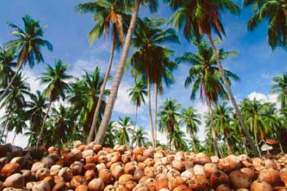 Kemenperin Dorong Pengembangan Kelapa di Gorontalo