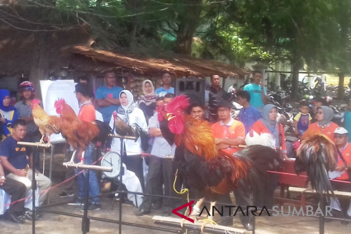 Kontes kukuak ayam balenggek semarakan "livestock expo" Sumbar