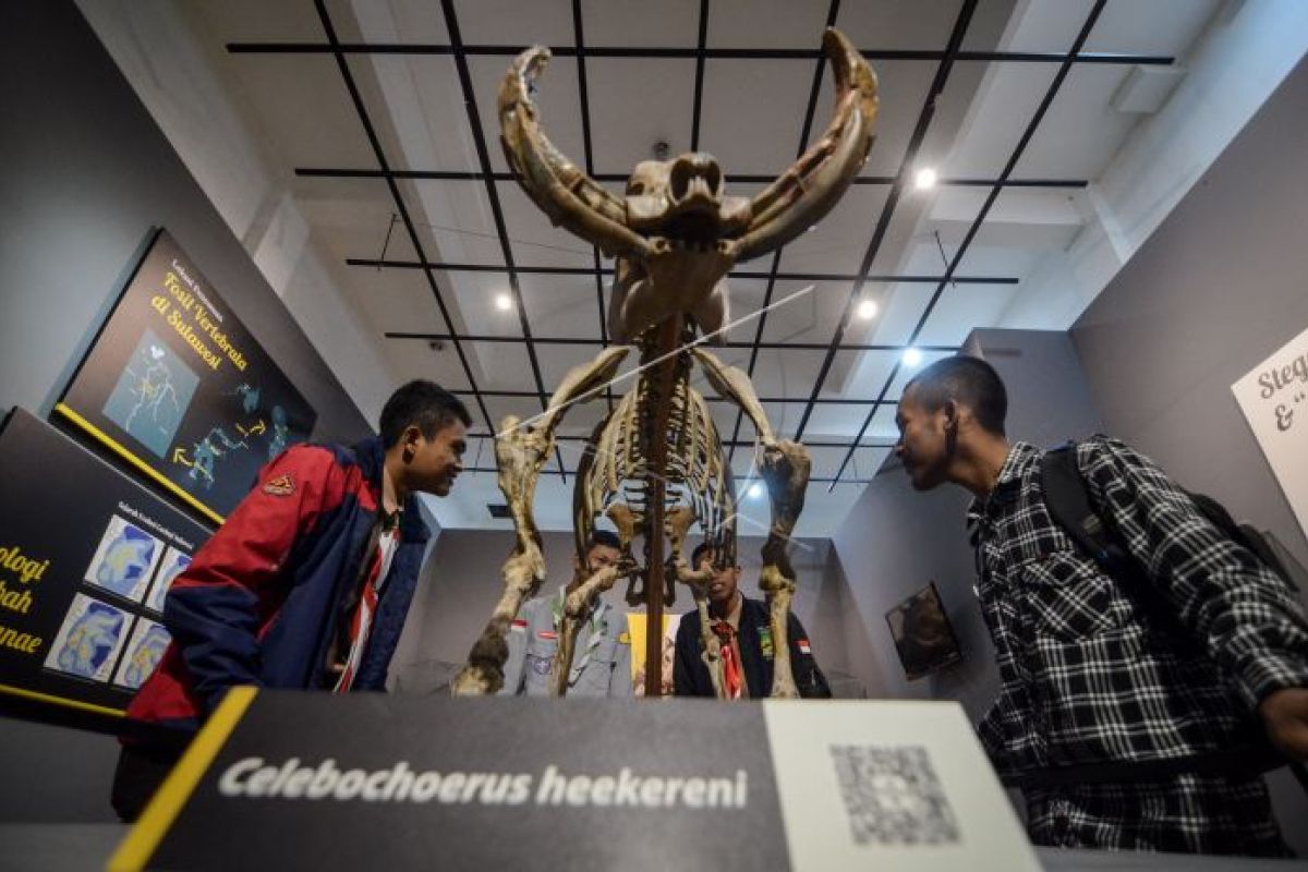 Fosil babi rusa koleksi baru Museum Geologi Bandung