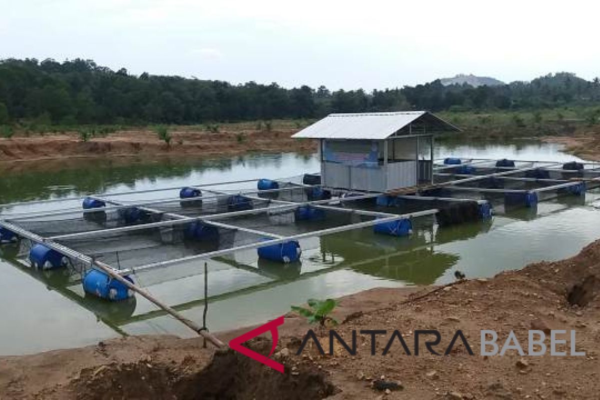 Desa mitra PT Timah bangun pabrik pakan ikan