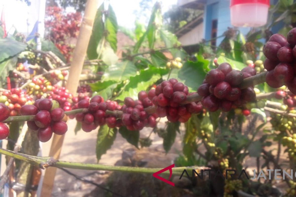 Petani kopi  Temanggung diimbau lakukan petik merah