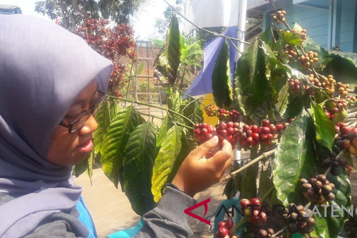 Petani kopi Temanggung ikuti pelatihan pengendalian hama terpadu