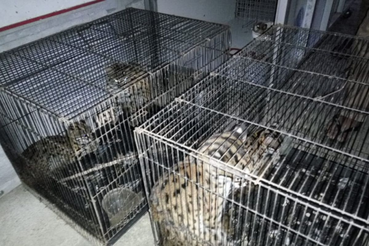 lsm apresiasi polisi gagalkan perdagangan kucing kuwuk