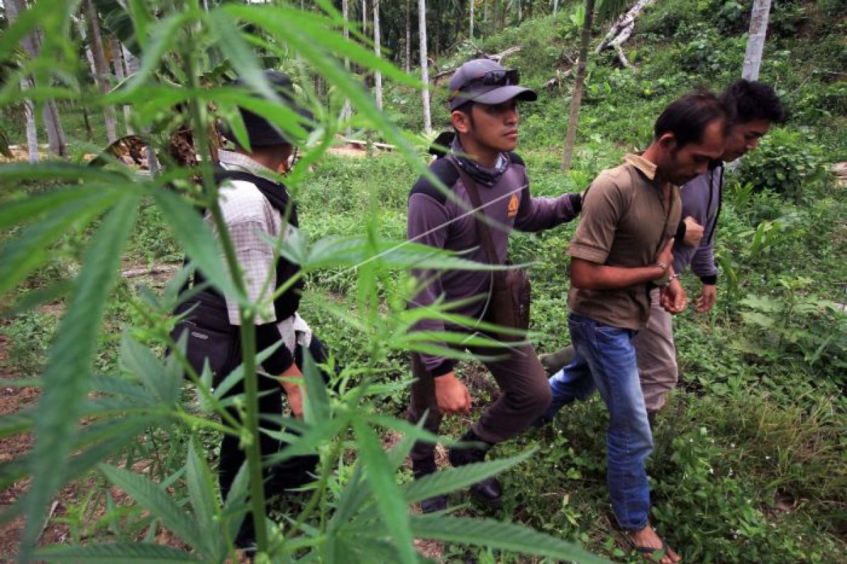 Penggerebegan ladang ganja di Lhokseumawe