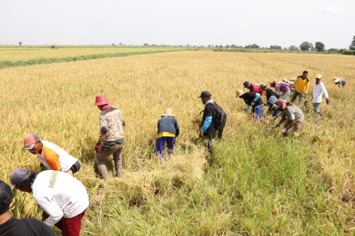 Batola berpotensi jadi lumbung pangan Kalsel