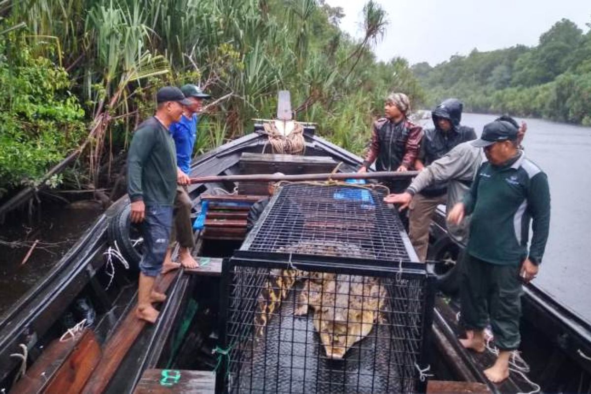 BKSDA Jambi lepasliarkan tiga buaya muara