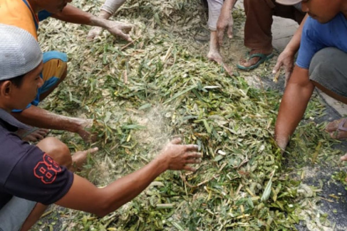 Dengan Teknologi Fermentasi, Limbah Kulit Edamame Jadi Pakan Ternak di Jember