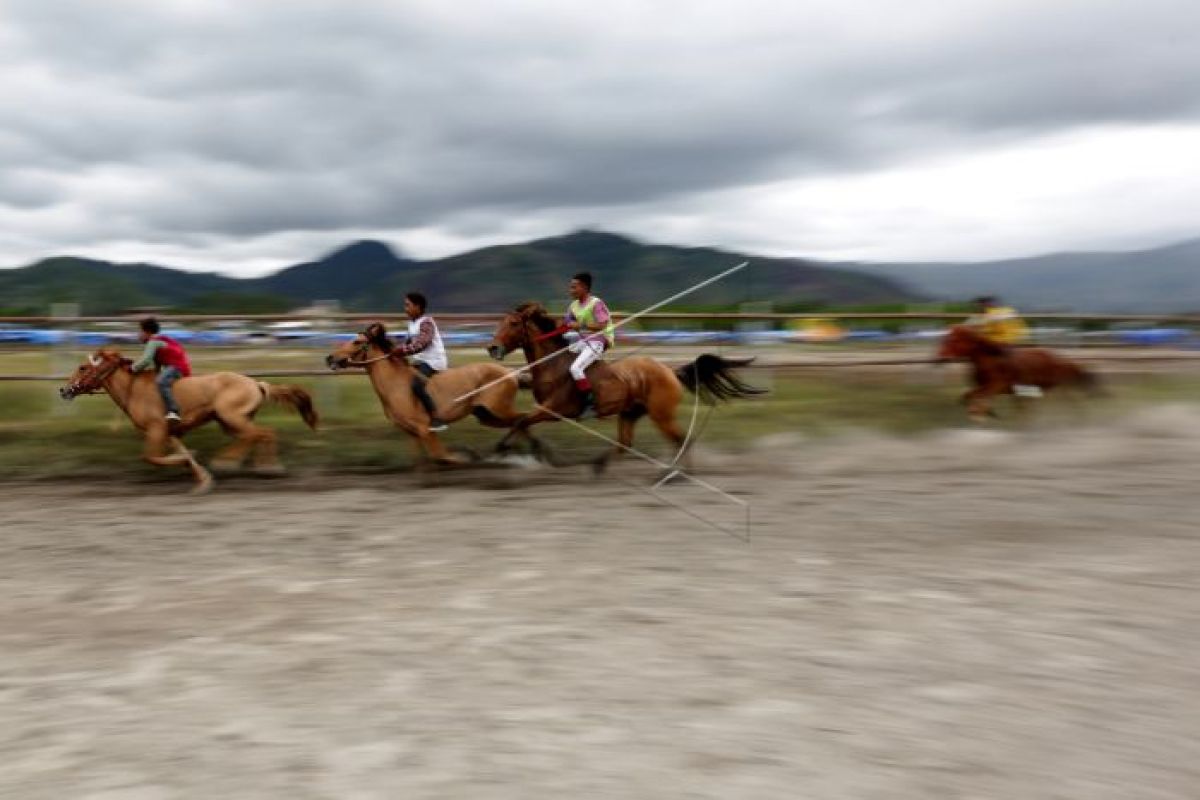 Pemkab Aceh Tengah lestarikan populasi kuda Gayo