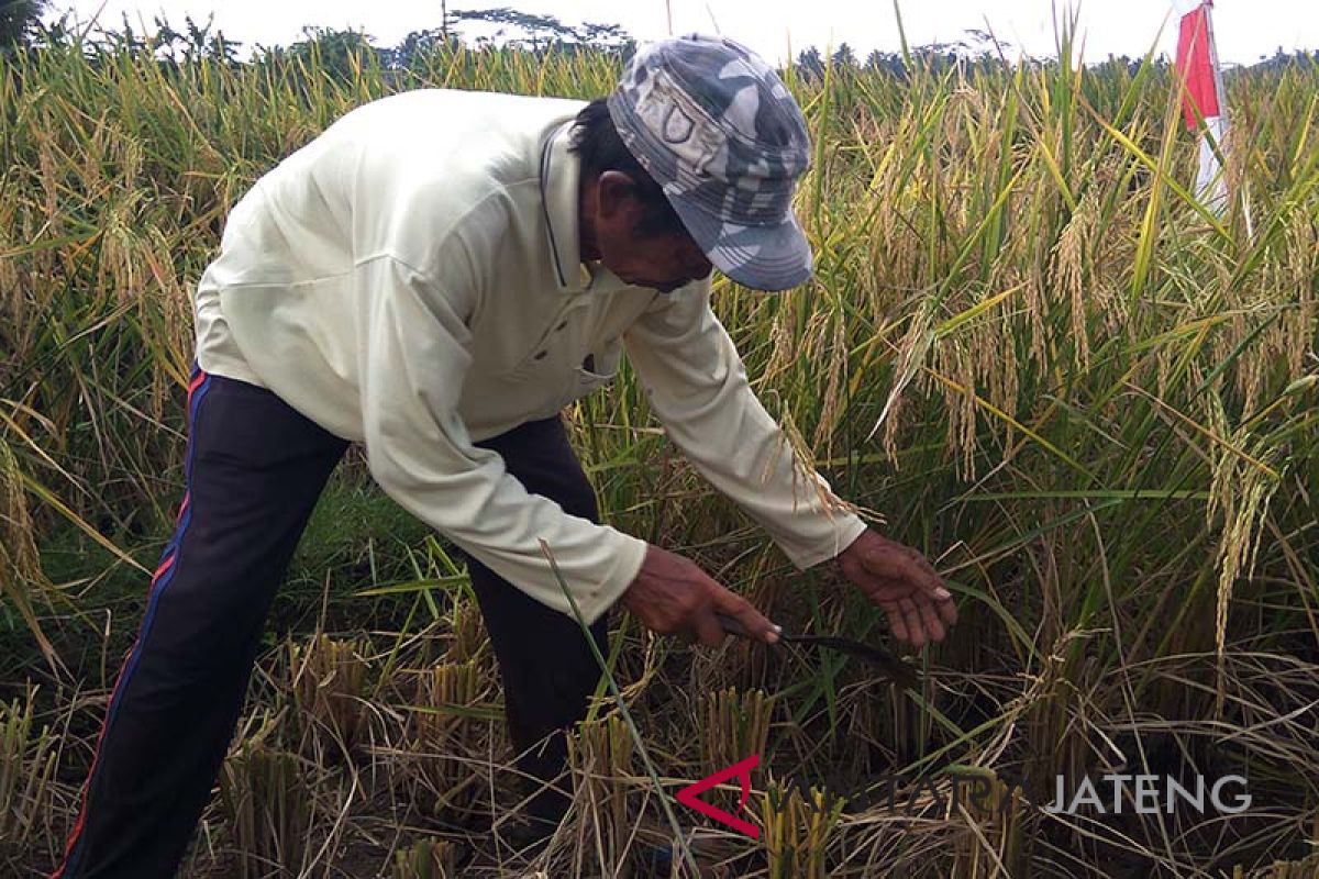 Jadi lumbung padi, petani Cilacap tolak impor beras