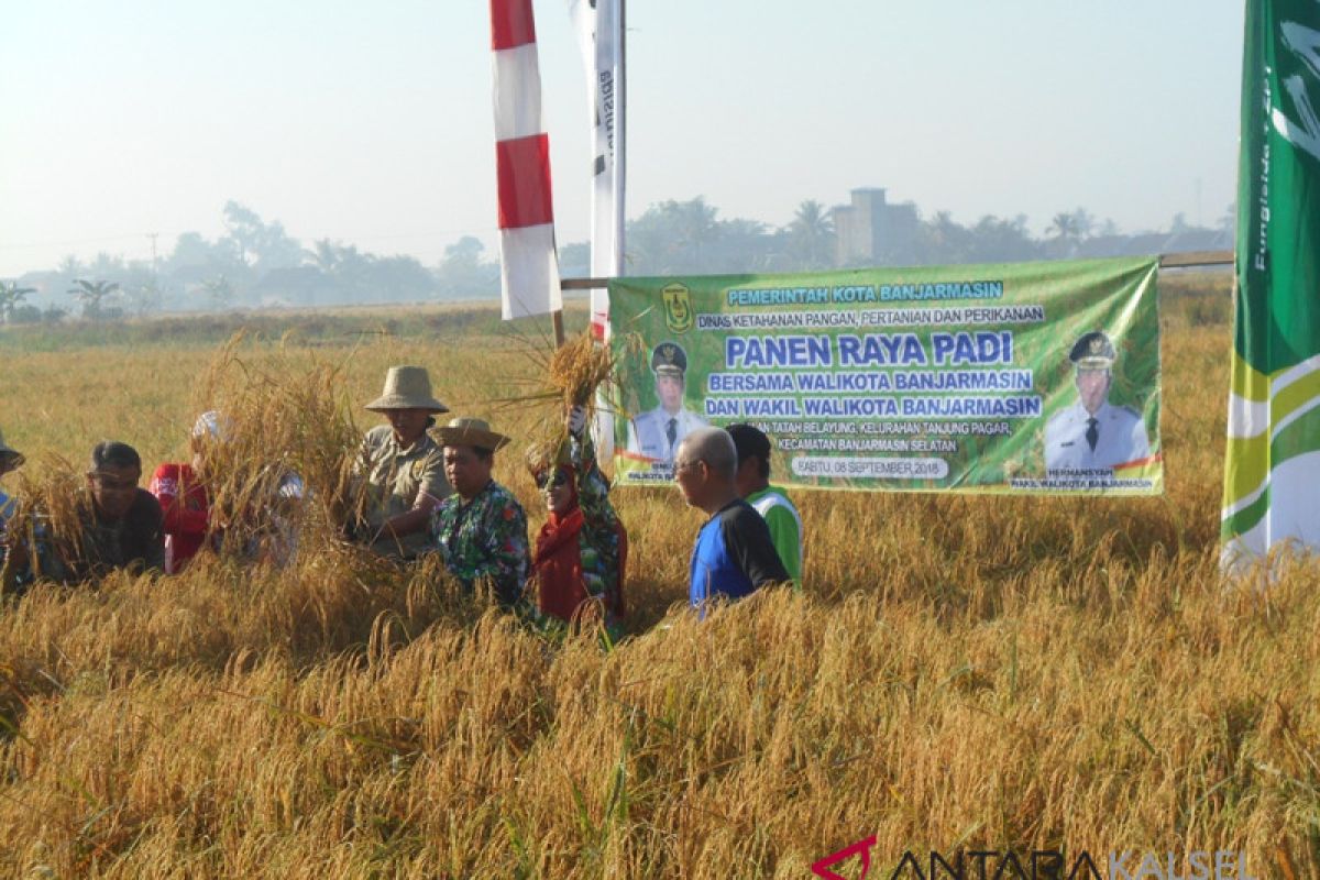 Banjarmasin to maintain rice fields for food security