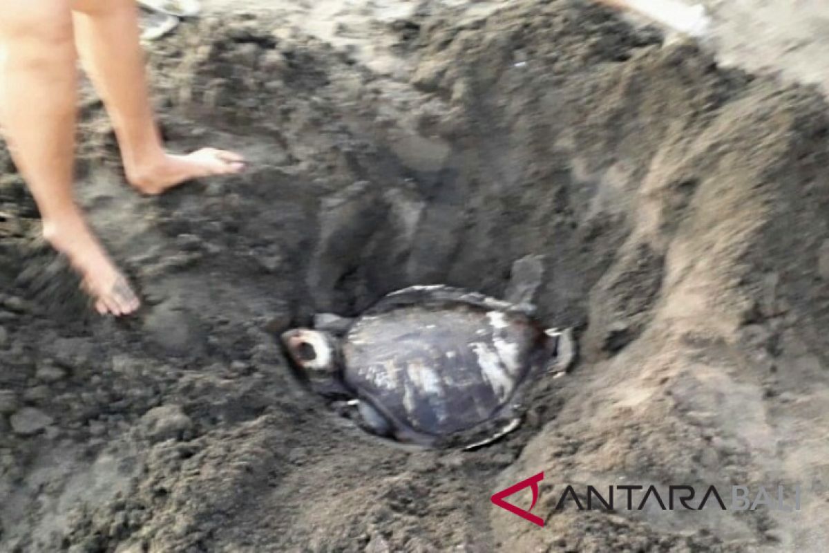 Penyu Dilindungi ditemukan mati di Pantai Perancak-Jembrana