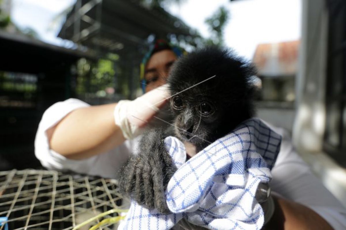 BKSDA Aceh rawat lima bayi siamang