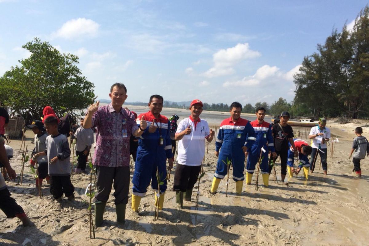 Pertamina hadirkan taman edukasi mangrove  di pesisir Pangkal Pinang  (video)