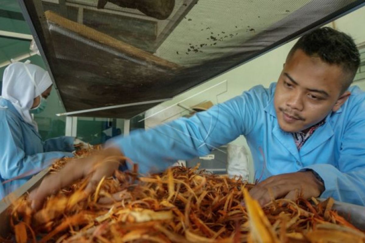 Jamu olahan tradisional yang tunjukkan prestasi