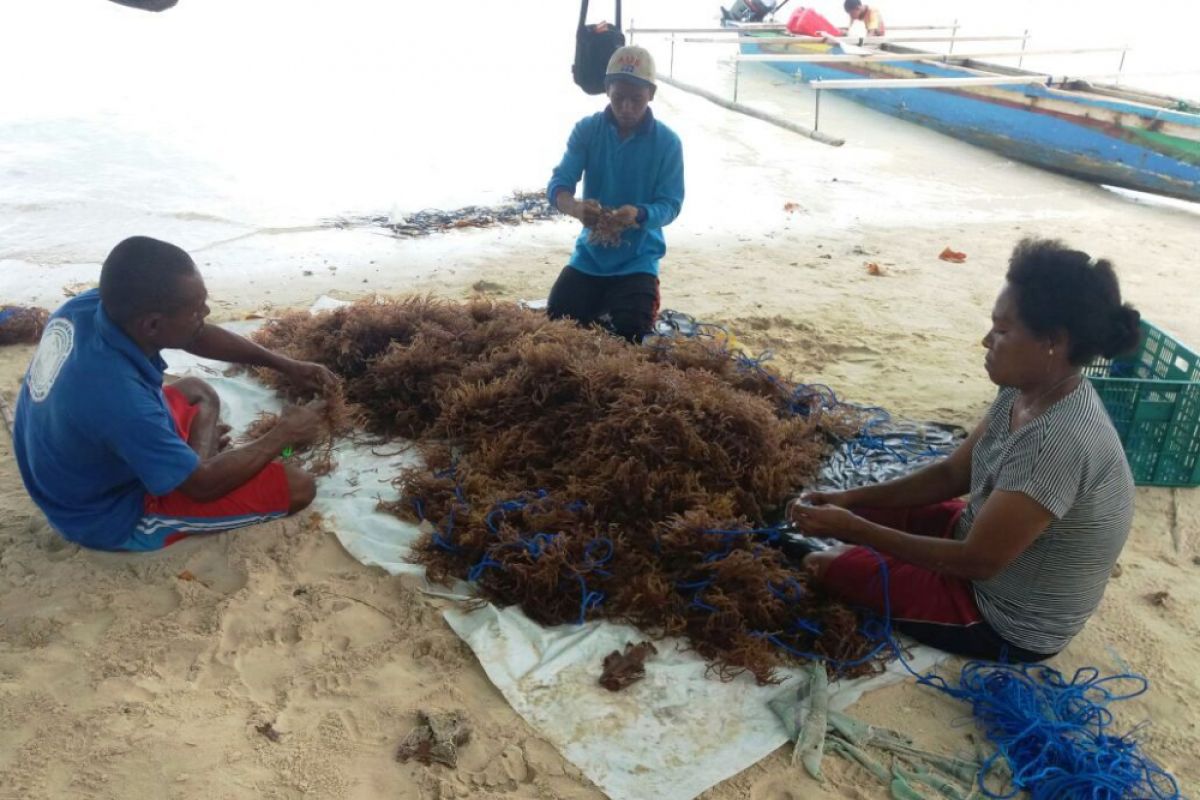 Pemkab Biak Numfor jadikan Padaido-Aimando sentra budi daya rumput laut